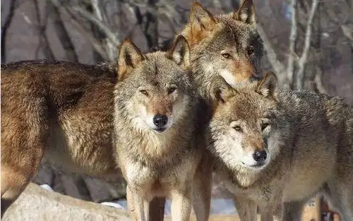 高清最霸气狼王的图片 - 搜狗图片搜索