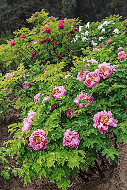 牡丹花图片_图片大全