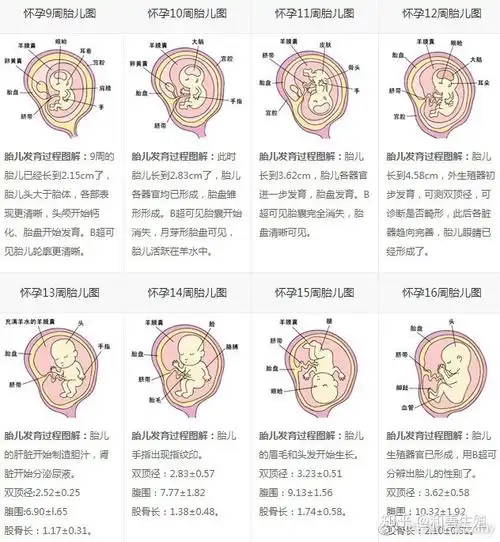 怀胎十月-每周胎儿发育过程图
