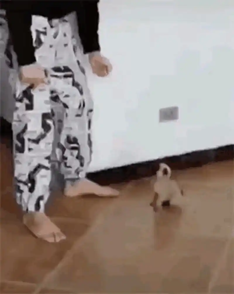 狗子:你看是不是这个样子呢#gif创作人