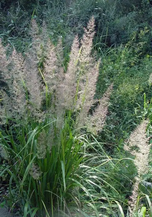 (内蒙古《中草药新医疗法资料选编》) ⑾治乳糜尿:鲜茅根半斤.