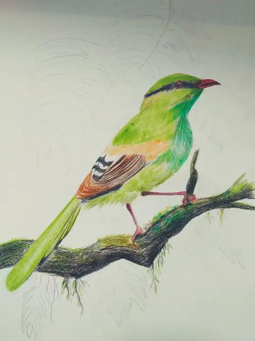 偶尔彩铅花鸟1――蓝绿鹊