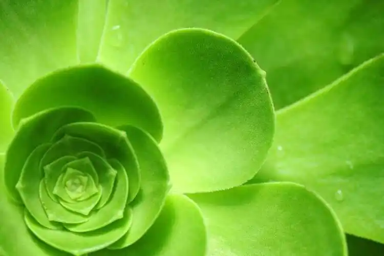 绿色清新护眼四叶草平板壁纸(2732x2048) - 3k植物高清壁纸 - 典雅