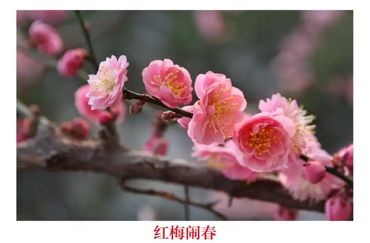 皇城网络梅花摄影作品展—梅园春早