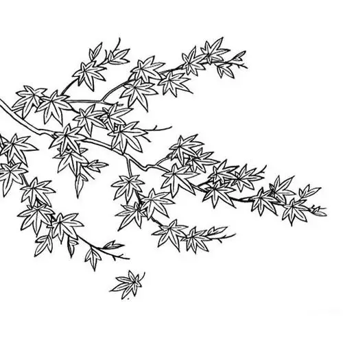 秋天的枫树简笔画怎么画?