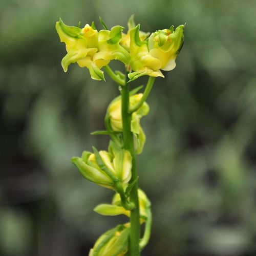 南海素奇墨兰传统名品素心奇花兰花兰草室内绿植