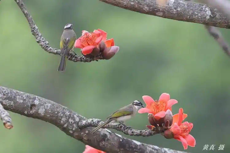 百鸟朝凤 英雄花开