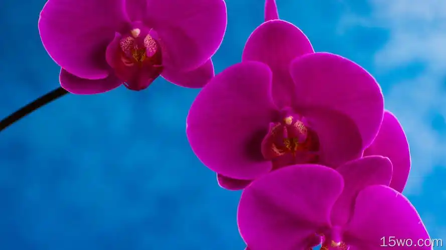 紫色蝴蝶兰,花瓣,蓝色的背景壁纸 壁纸 萌宠动物壁纸 - e屋壁纸