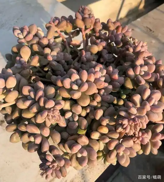 艾伦多肉养成这样子,是不是够得瑟得瑟一段时间了