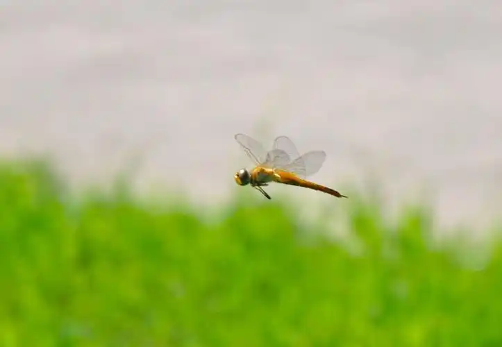 阳光下,蜻蜓飞过来!