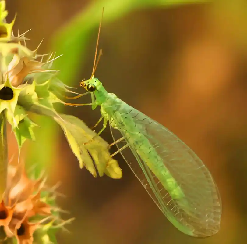 每天认识一种昆虫——大草蛉 大草蛉成虫长约1.4厘米,翅展约3.