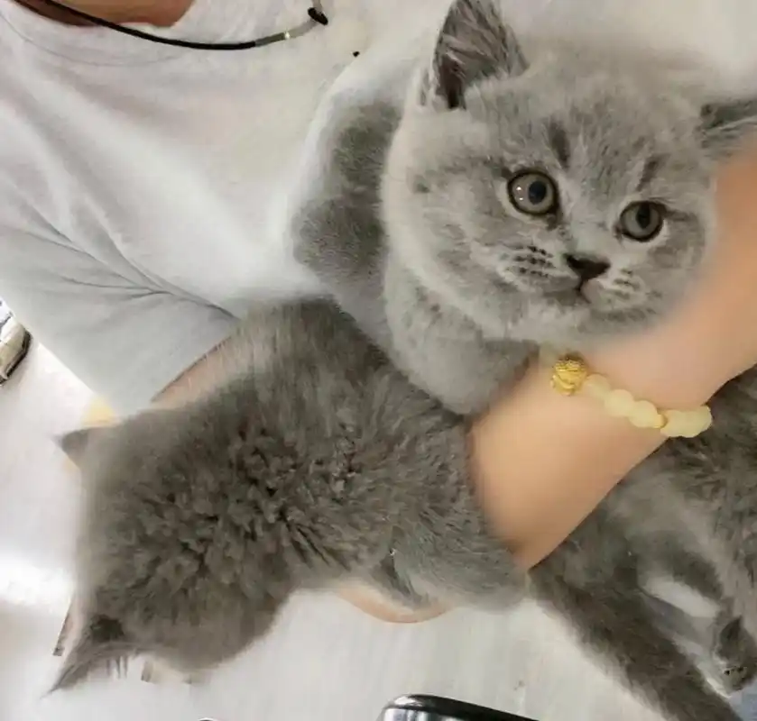 英短蓝猫便宜出了几百块钱 山东东营济南潍.