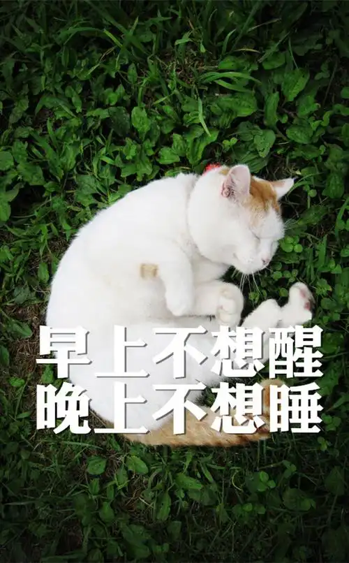 唯美图片带字的唯美可爱猫咪萌系纯净可爱