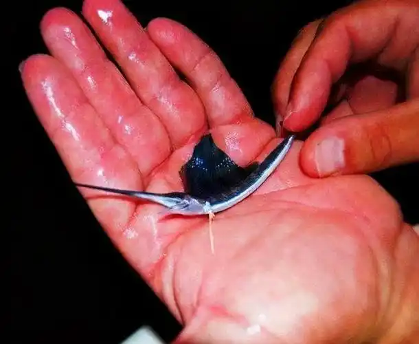 刚出生仅米粒大,成年后变身顶级海洋猎手,尖吻能刺穿油轮钢板|剑鱼