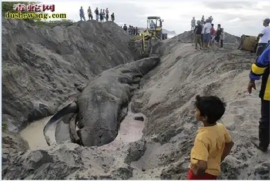 长白山3000年巨蛇图片欣赏