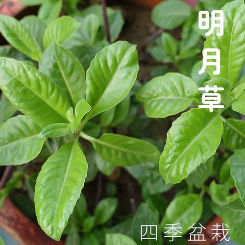 明月草苗/盆栽 金鸡毛草白背菜白背三七泰国仙草 蔬菜种植阳台
