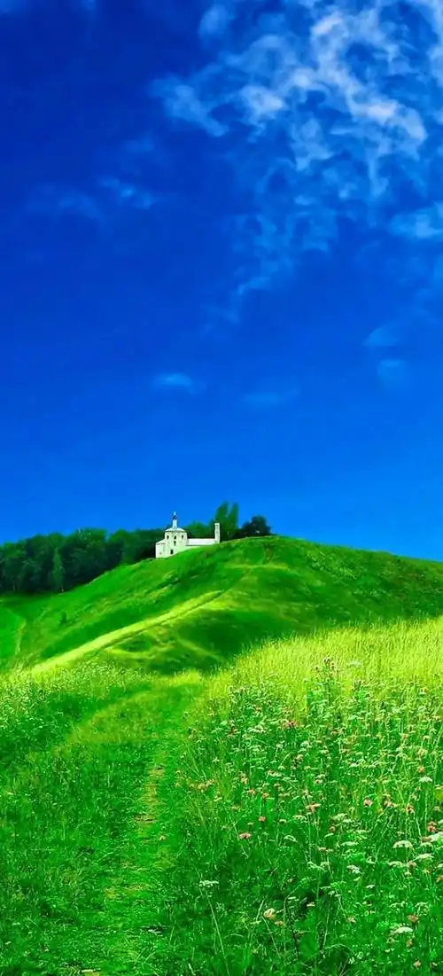 《幸运草》绿色护眼手机壁纸_网易订阅