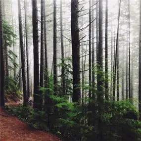 茂密的森林头像大自然森林风景图片