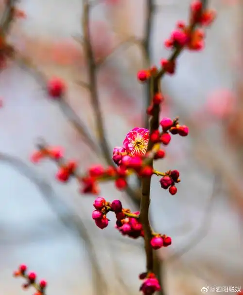 泗阳##梅花