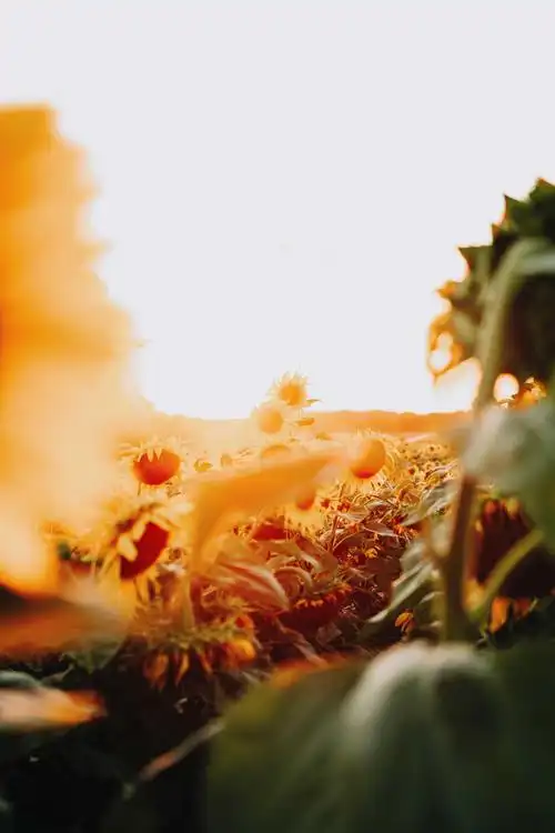 太阳光下唯美的向日葵