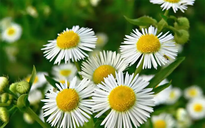 雏菊文艺小清新自然风景桌面壁纸