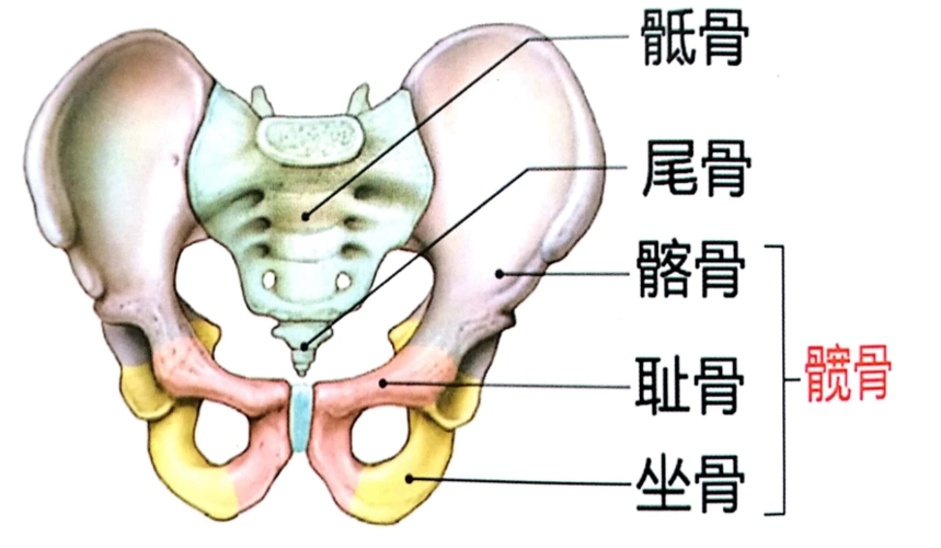 一款精心打造的最全骨盆记忆图献上