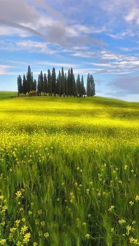 意大利,托斯卡纳,春天,田野,油菜花,天空,云 iphone 壁纸