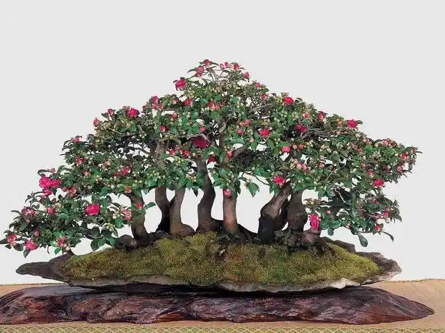 茶梅盆景,花后做好这几点,更具魅力!