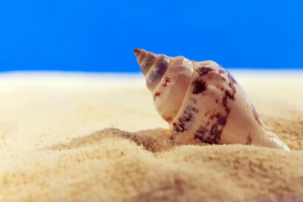 海扇壳,沙滩上的贝壳