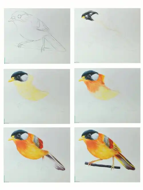 彩铅手绘五彩小鸟详细步骤图