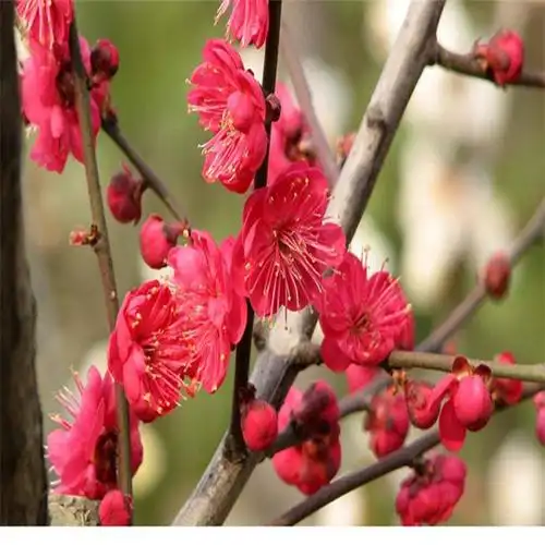 基地直销 朱砂梅骨里红红梅 花园庭院观赏花苗根系发达成活率高