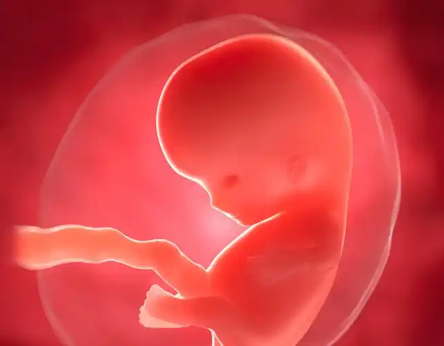 好孕爸日记:孕八周的宝宝,身体将开始这些变化,w8 0