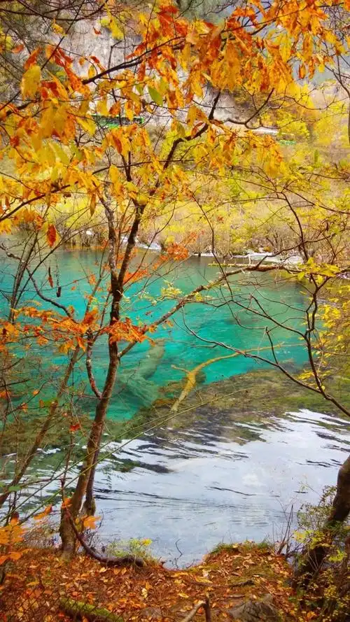 九寨沟秋景,高清图片,手机锁屏桌面-壁纸族