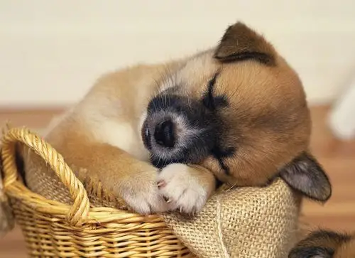 萌不只是一种表情.持续更新