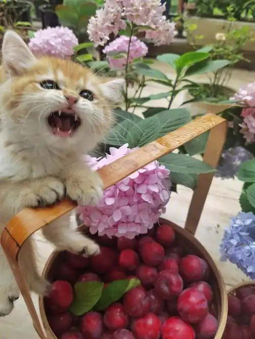 一只活力满满的咬人猫