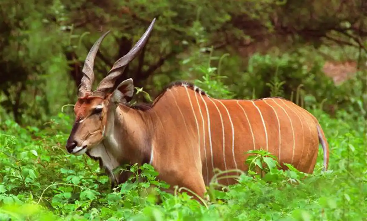 p>德氏大林羚(学名: i>tragelaphus derbianus /i>):体型巨大,雄性