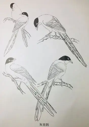 工笔画线描百鸟画谱—-飞禽篇