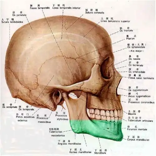 人体头部骨骼正反面解剖图