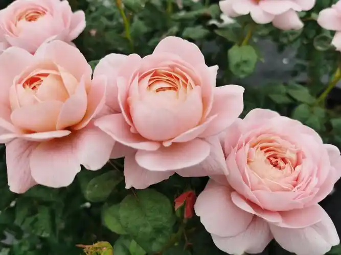 玫瑰半岛奥斯汀灌木月季瑞典女王3加仑方盆大扦插观叶