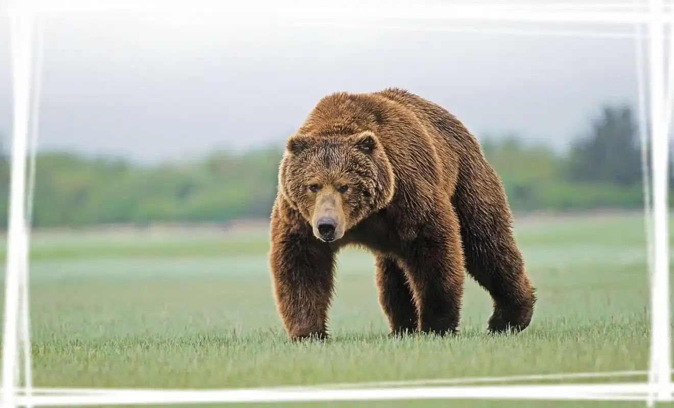 大狗熊高清电脑桌面壁纸