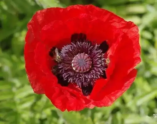 转发严查严打罂粟俗称大烟种一株也违法