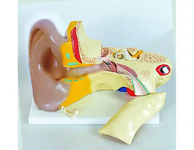 qh3310-2human ear耳解剖放大模型(3倍大)