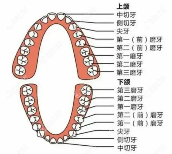 儿童换牙位置顺序图28颗