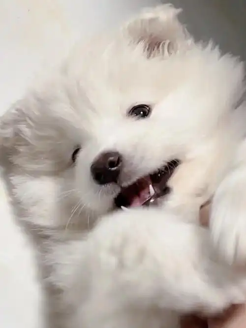 给我看点可爱狗狗吧