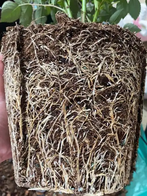 阳台月季配土篇95