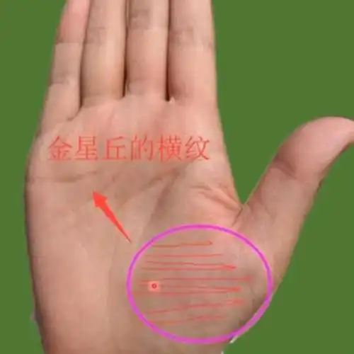 金星丘的横纹 金星丘的位置是位于大拇指下方生命线的内侧,常常会发