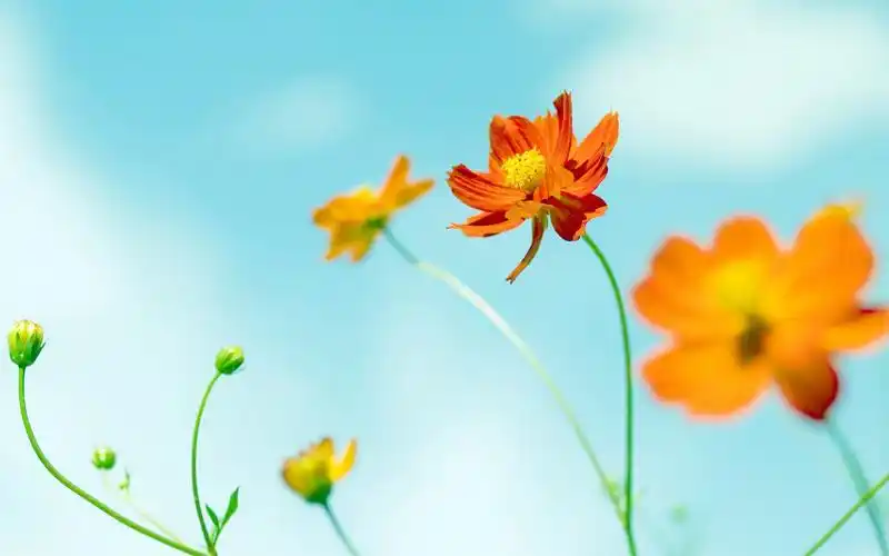 小清新鲜花漂亮花朵桌面壁(二)-植物壁纸-手机壁纸下载-美桌网