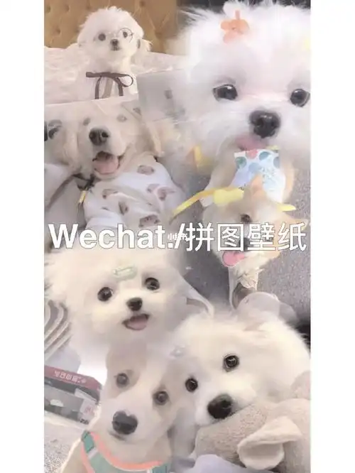 谁不想拥有这么好看的拼图壁纸啊!