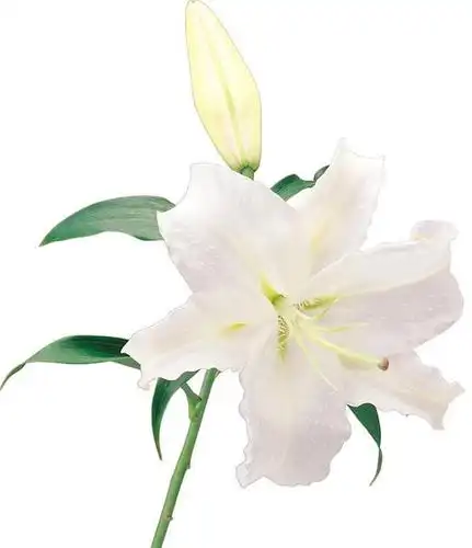 > 图库 > 仿真清新百合花 1/10张图片 内容简介 仿真清新百合花 图片