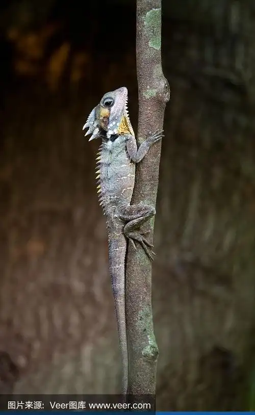 博伊德的森林龙-澳大利亚